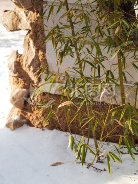 雪中绿竹