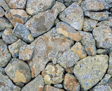 苔藓覆盖的岩石