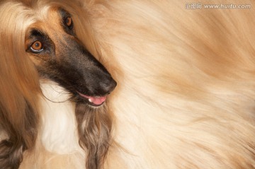 阿富汗猎犬特写