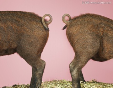 两只棕色猪的后腿