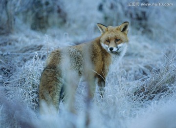 狐狸在冰冻的草地上