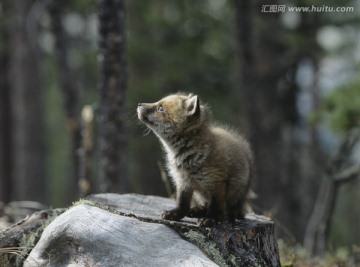 坐在树上的狐狸幼崽