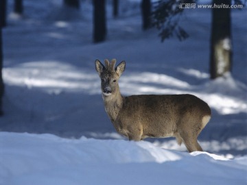雪地里的幼鹿