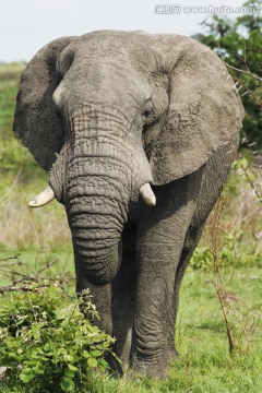 成年非洲象特写