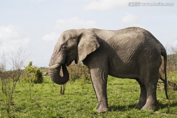  非洲象 
