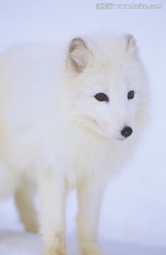 雪中的北极狐狸