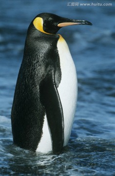 皇企鹅在水中