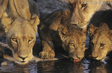 狮子在水坑饮水