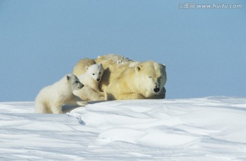 小北极熊在雪地里