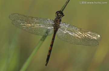 蜻蜓特写