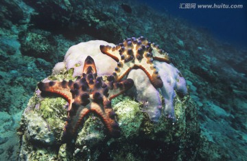 珊瑚礁上的星鱼