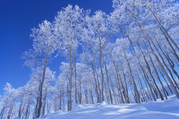 雪景