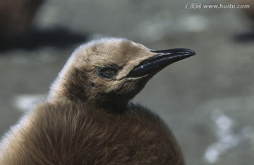 鳥