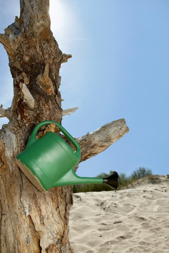 浇水壶挂在沙丘上的树上