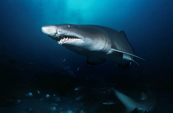 沙虎鲨 