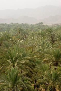  阿联酋的风景