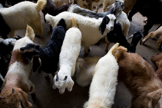 迪拜的阿联酋出售山羊