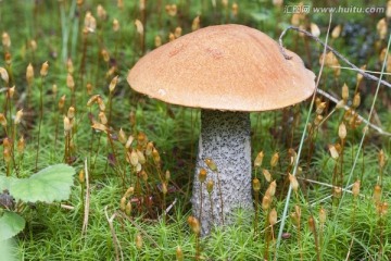 蘑菇 挪威林地