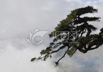 海南 五指山里的松树