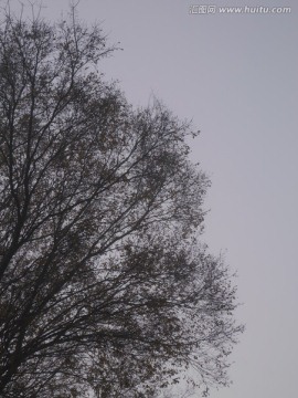 雾中树