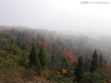 雾中山林