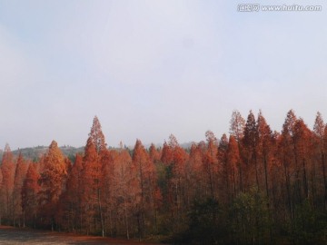 水杉树林