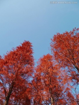 秋树