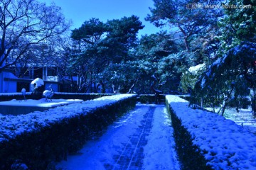 雪压树枝