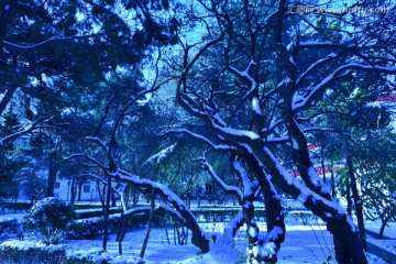 雪裹树枝