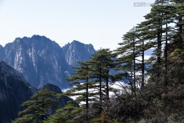 黄山松 壁立千仞 悬崖峭壁