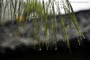 春雨