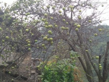 野生苹果树