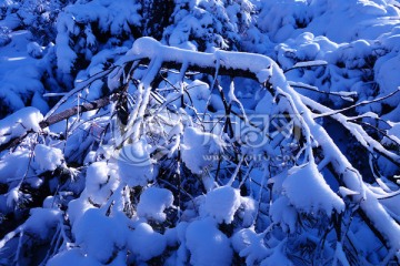 林海雪原