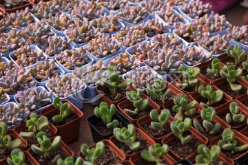 多肉植物