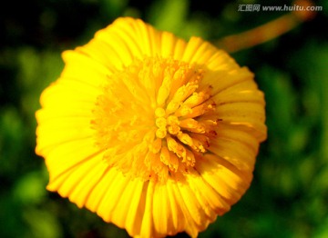 黄色花蕾