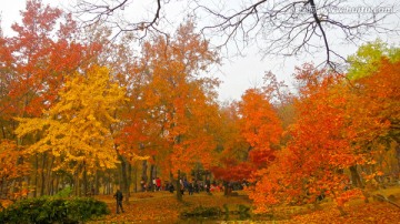 天平山红枫叶