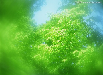 森林景觀