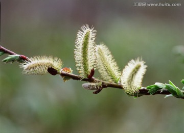 狗尾巴草