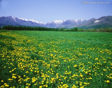 雪山  花田