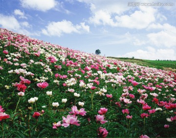 非洲菊