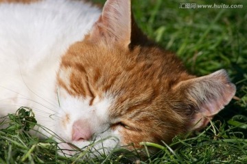躺在草地上的猫