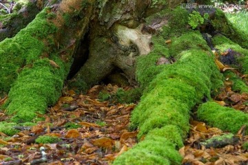 苔藓的根树