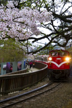 阿里山森林铁路和樱花