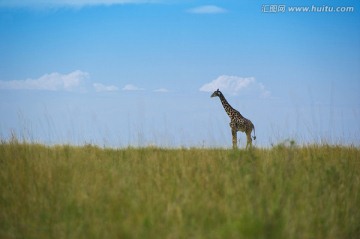 站在草原上的长颈鹿