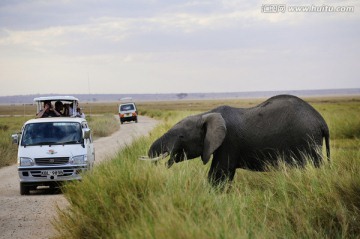 非洲大象和旅行车 