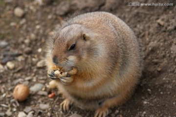 黑尾草原犬