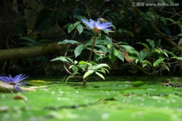 水百合