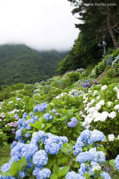 美丽花朵