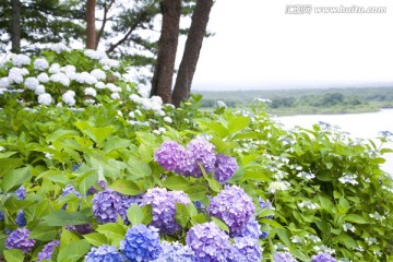 美丽花朵