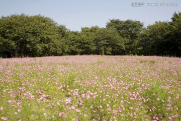 向日葵